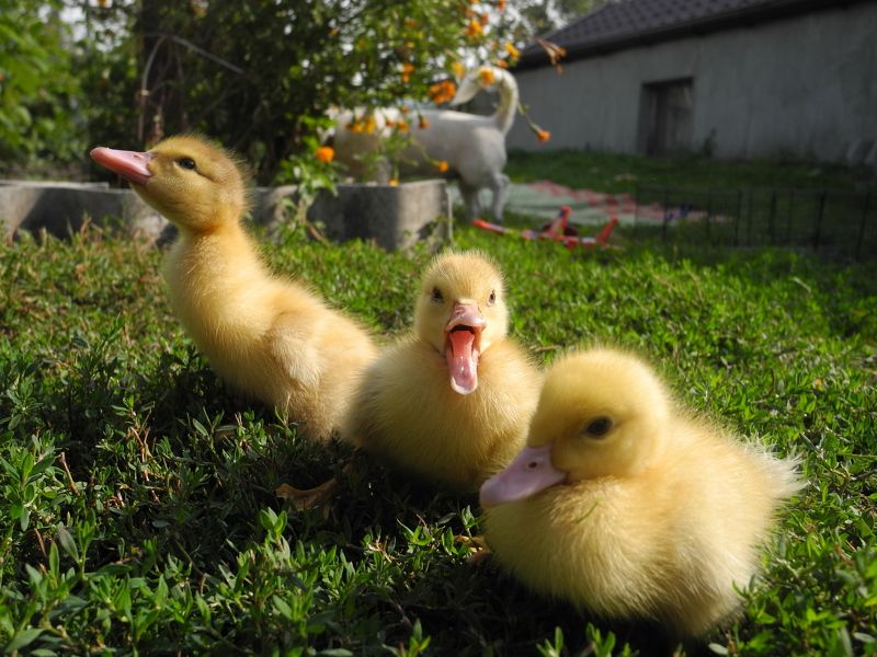 Litvin Olena, Ukraine