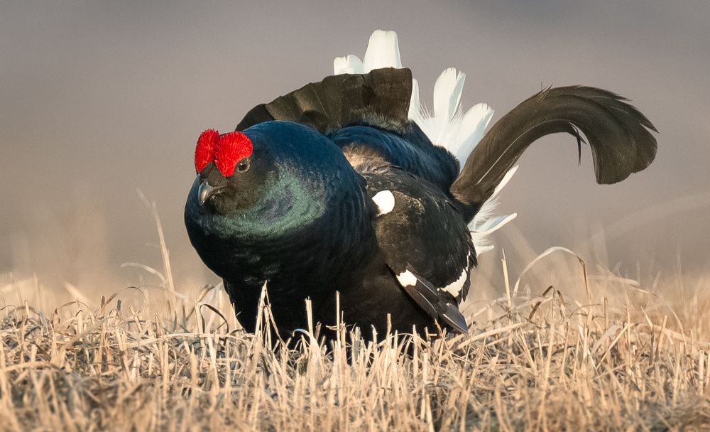 Внимание! Сосредоточимся)