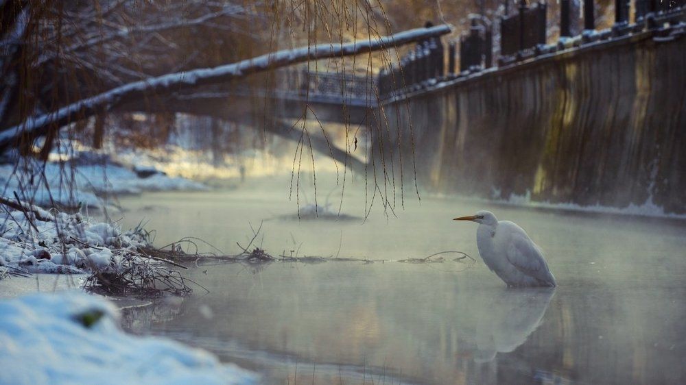 Зимняя сказка