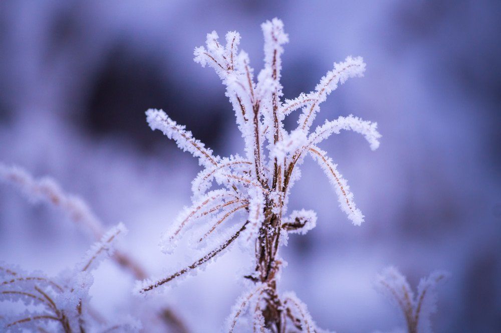 Зимний букет