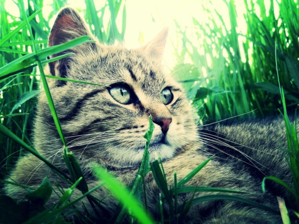 кот просто кот
