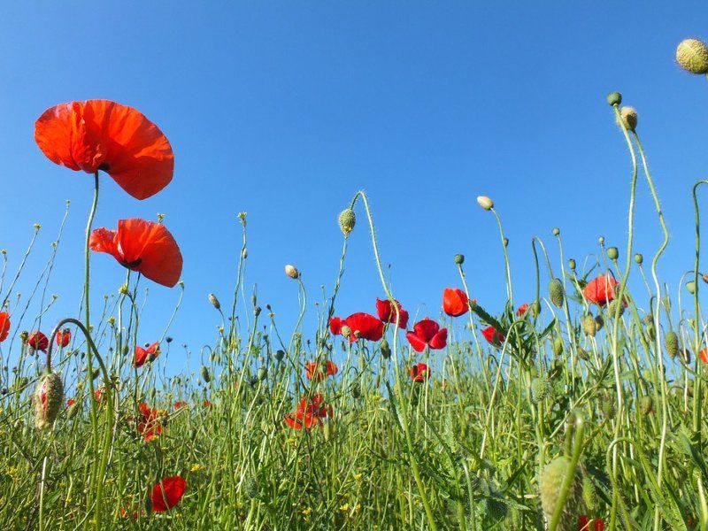 Irina Weber, Germany