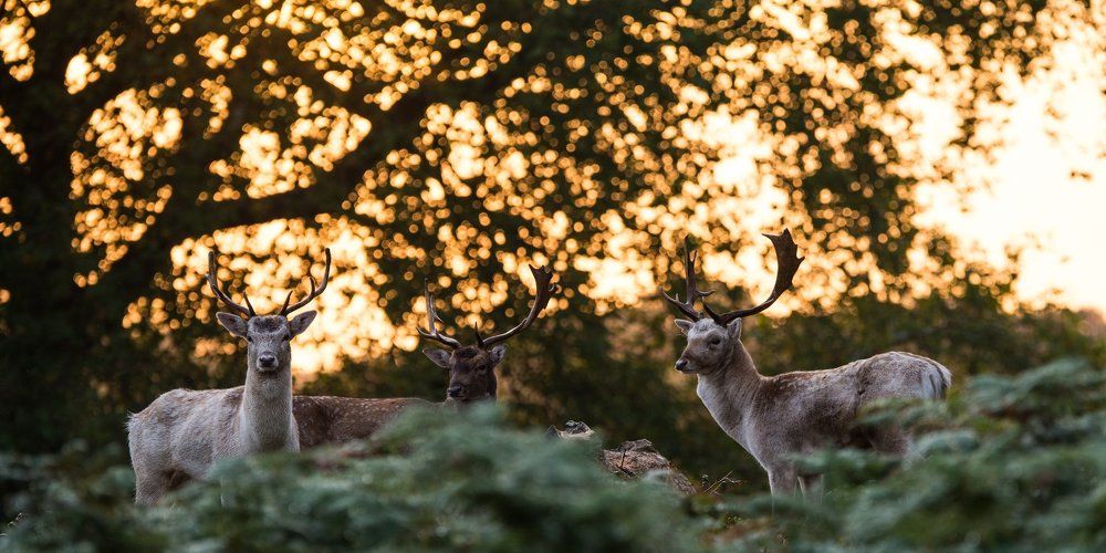 Deers in Richmond park, London
