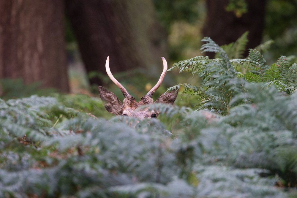 Somewhere in Richmond park
