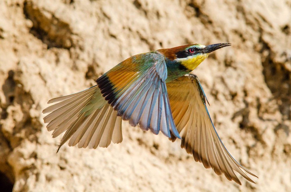 Золотистая щурка в полёте