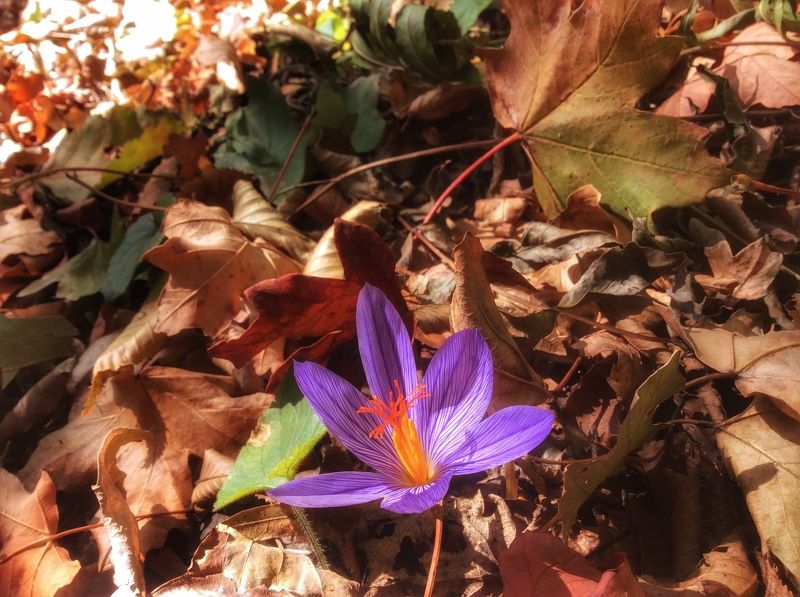 Дмитрий, Russia