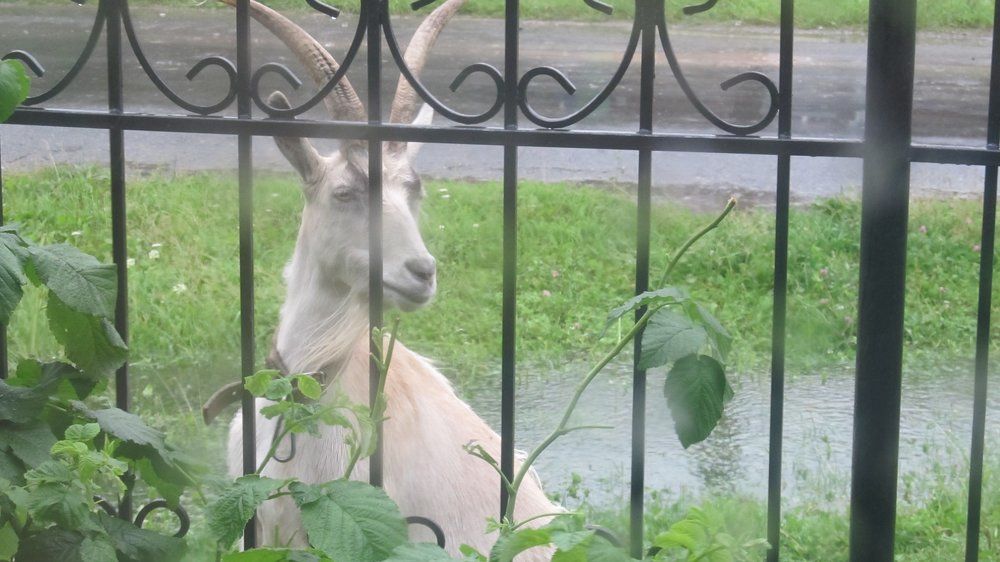 Малина! Ме-мне!