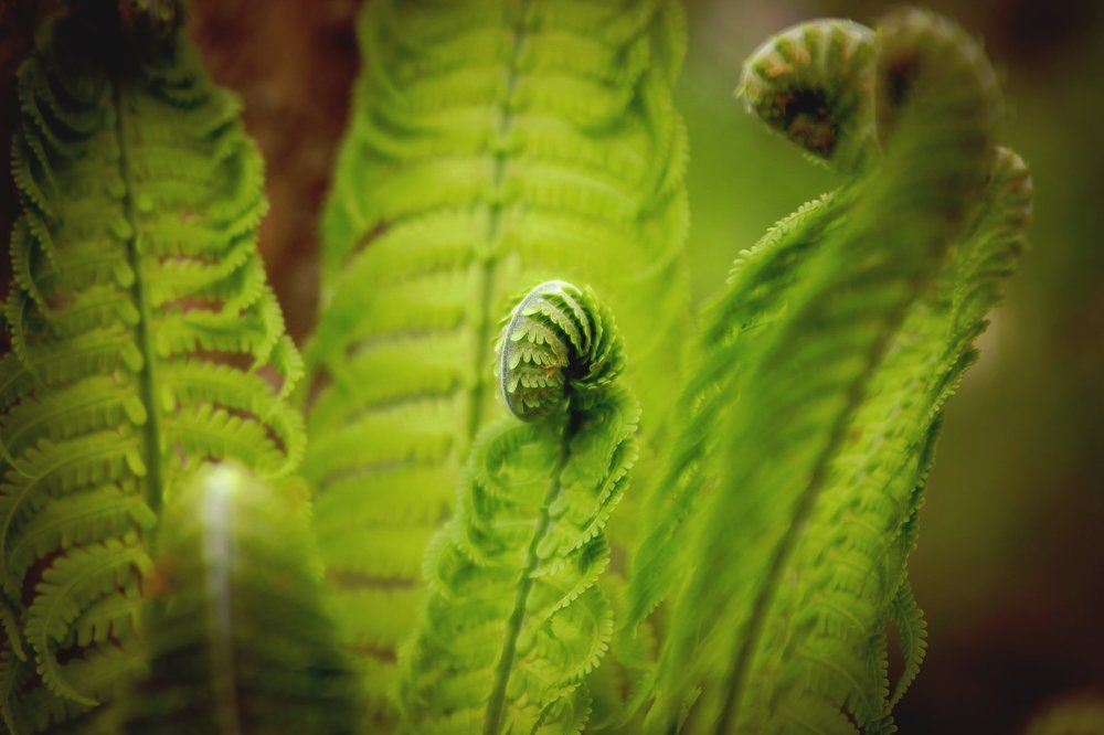 папоротник в лесу