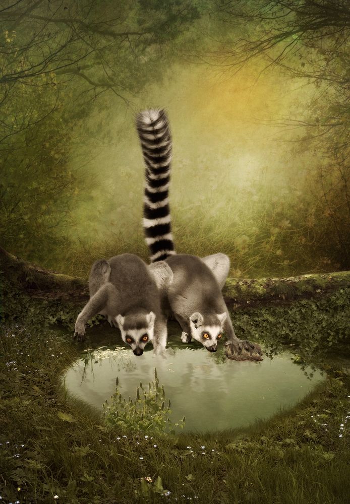 Забавные лемуры