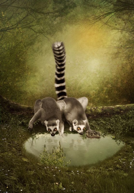 Margarita Nizharadze, Armenia