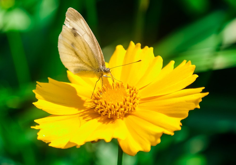 Естественная гармония