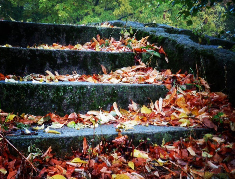 осенний листопад