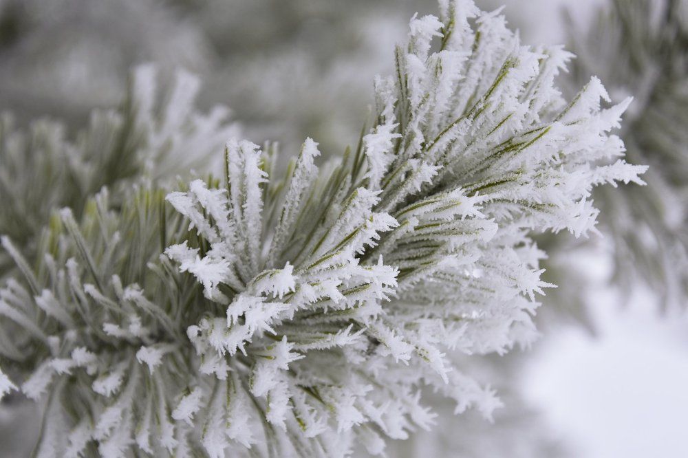 Морозное утро в Сибири