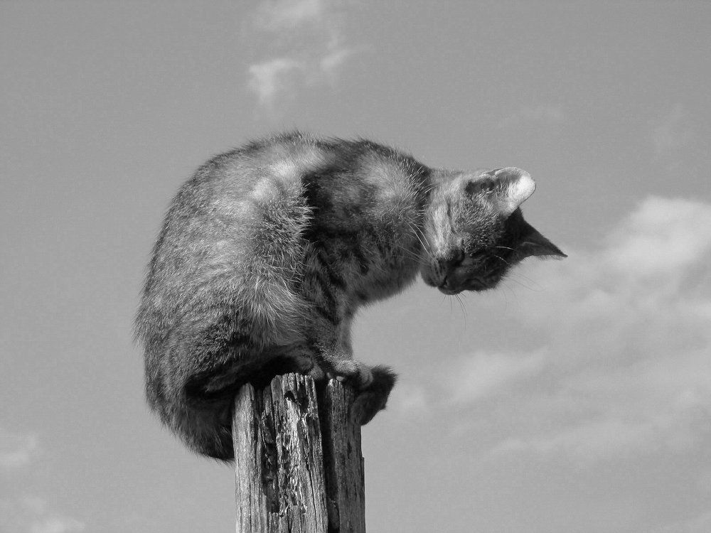 Василискин сон.