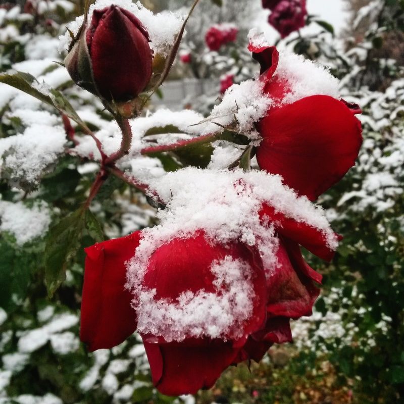 Логвина Юлия, Russia