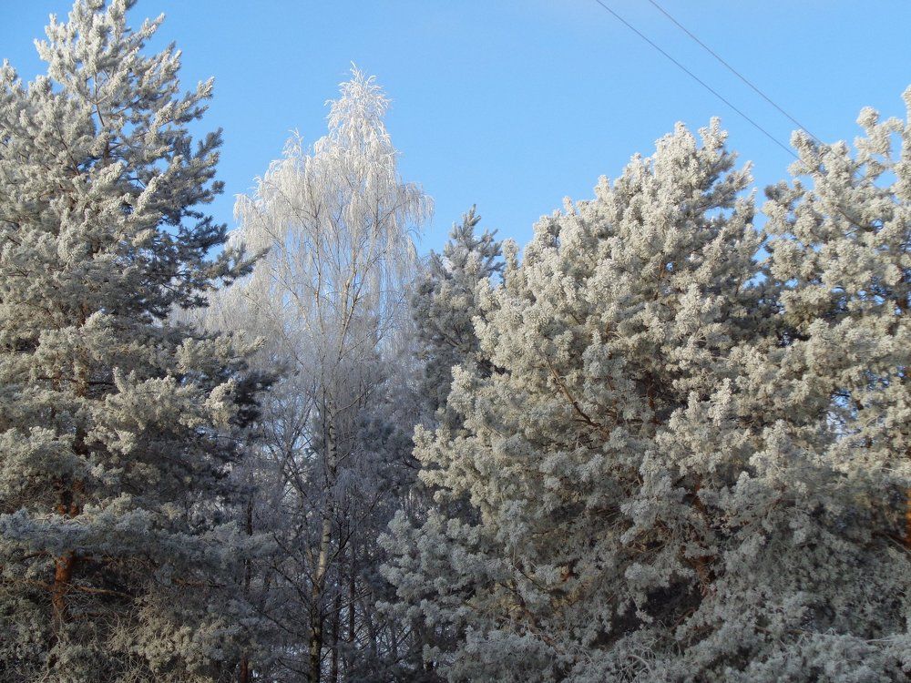 Photograph by Светлана Полыгалова