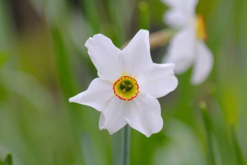 Рената, Russia