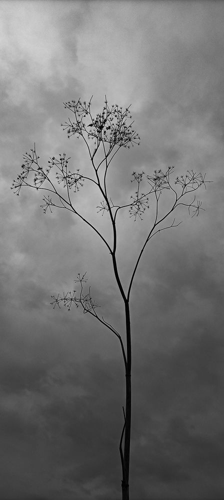 Photograph by Laura Reyes