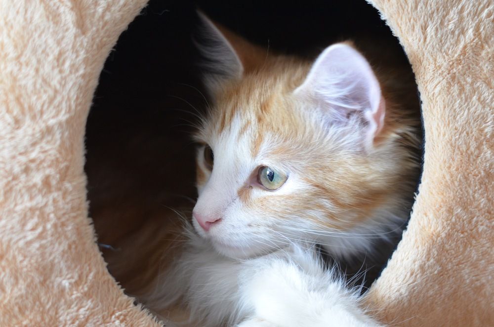 Фотография автора Анна Могилева