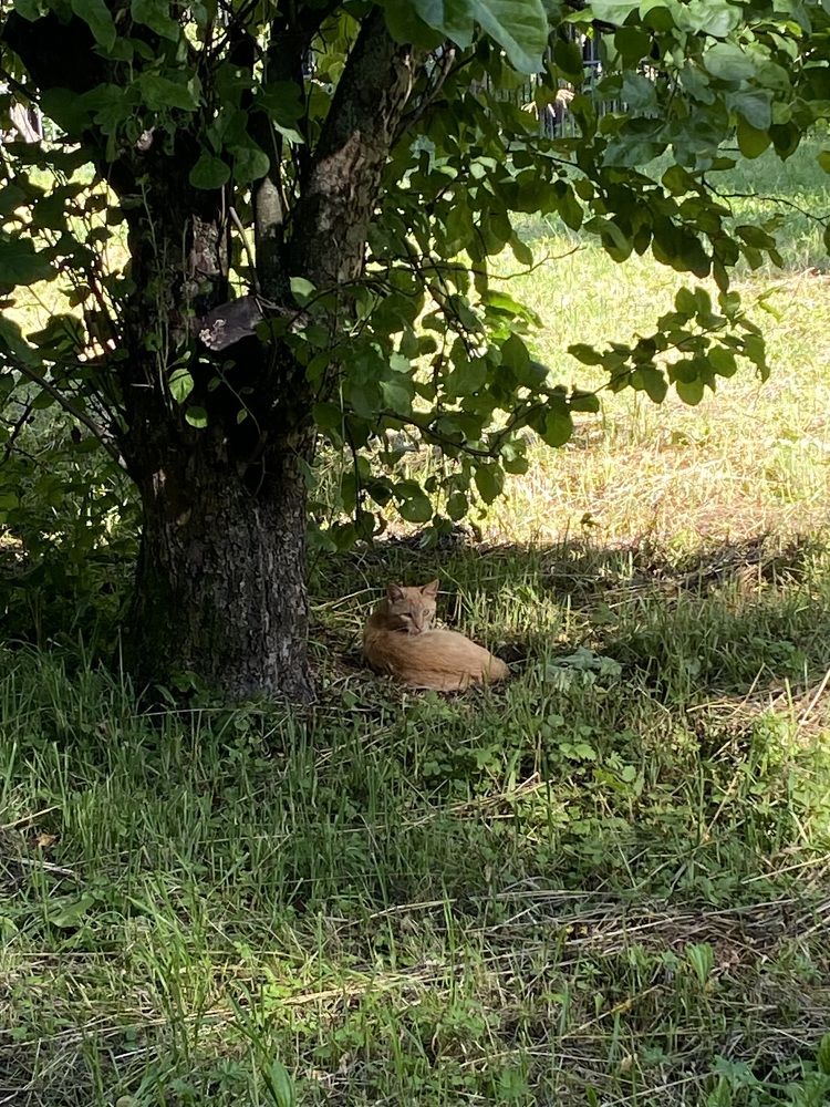 Фотография автора Анна Могилева