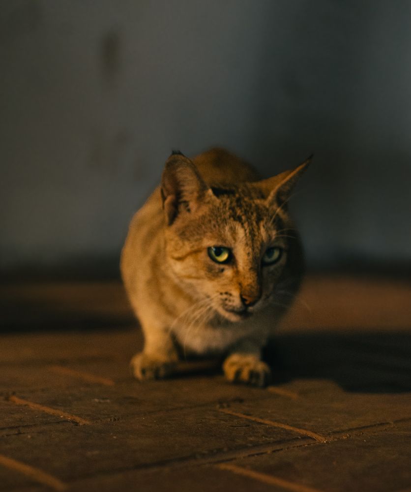 Photograph by Nomesh Patel