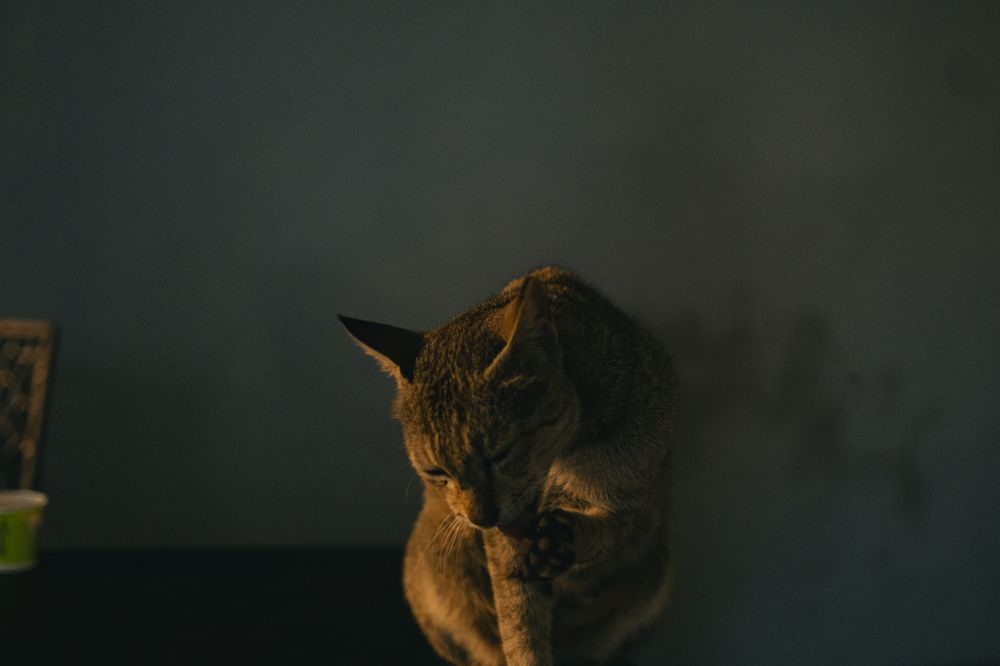 Photograph by Nomesh Patel