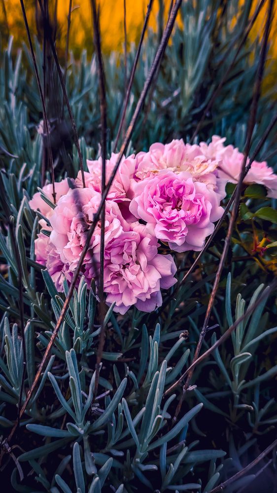 Фотография автора Александр Адамович