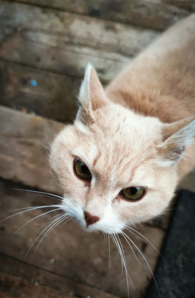 Фотография автора Ekaterina Sapezhinskaya