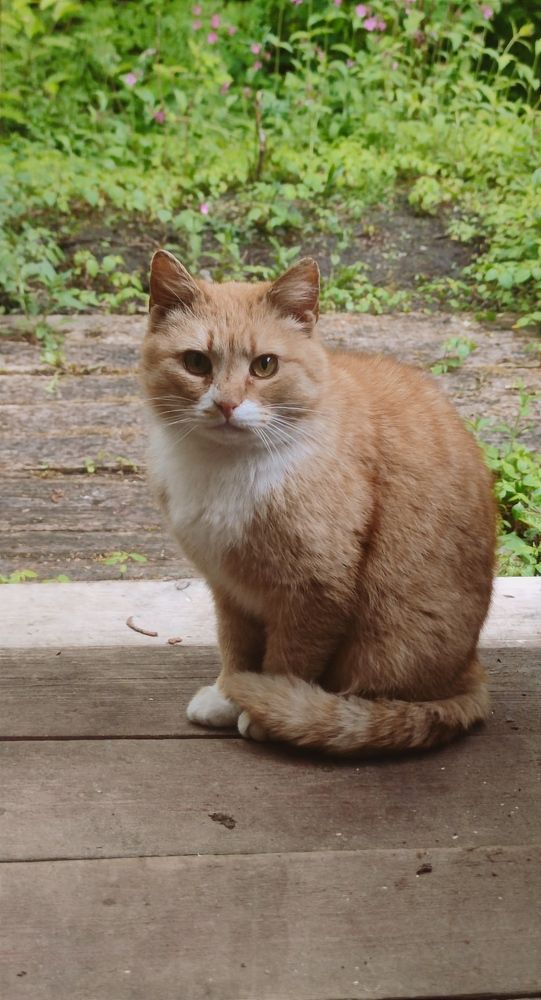 Фотография автора Ekaterina Sapezhinskaya