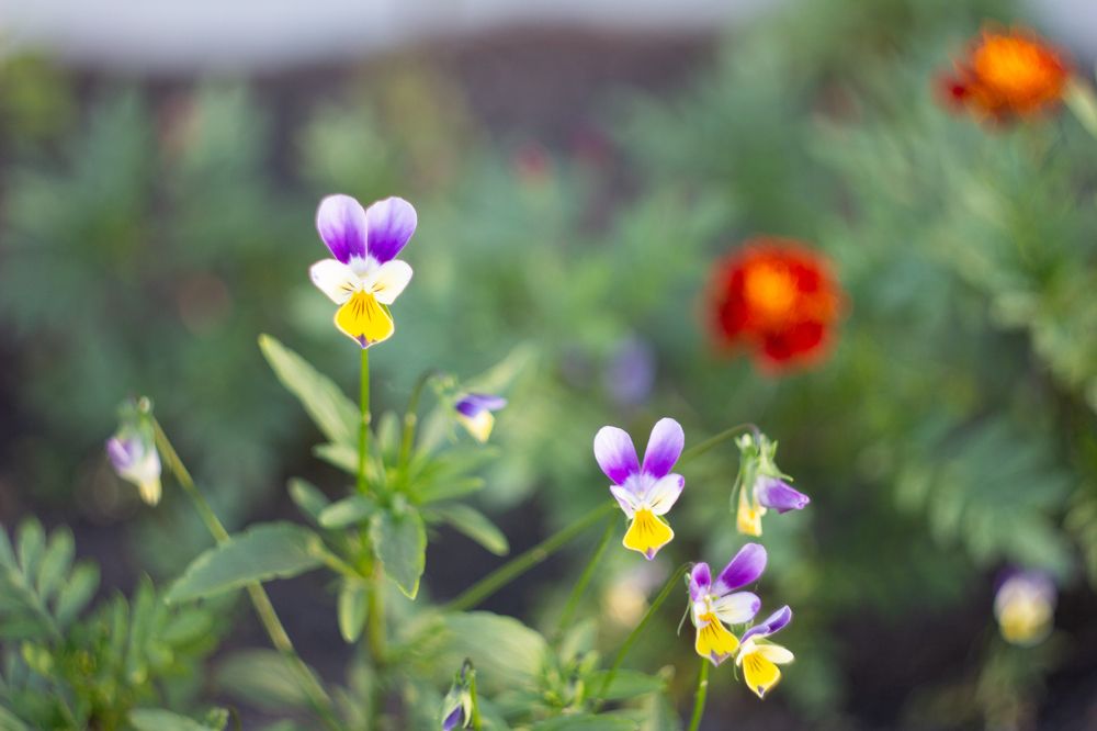 Photograph by Александр Коковихин