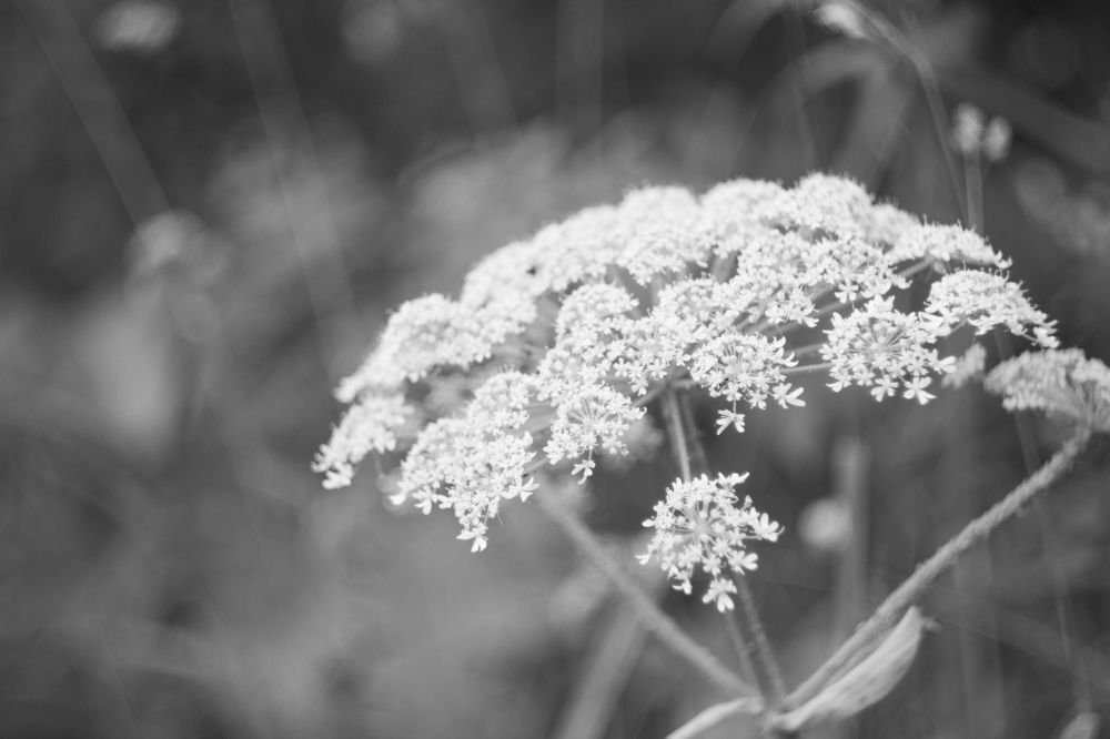 Photograph by Александр Коковихин