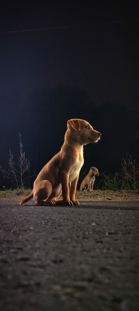 Фотография автора Thamaraikannan.v Thamaraikannan.v