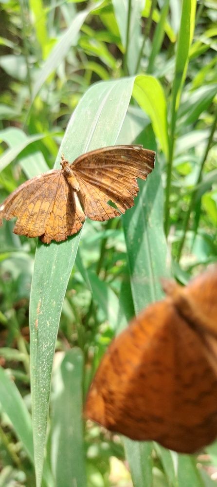 Фотография автора Thamaraikannan.v Thamaraikannan.v