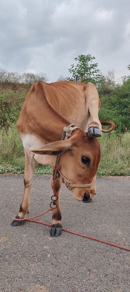 Фотография автора Thamaraikannan.v Thamaraikannan.v