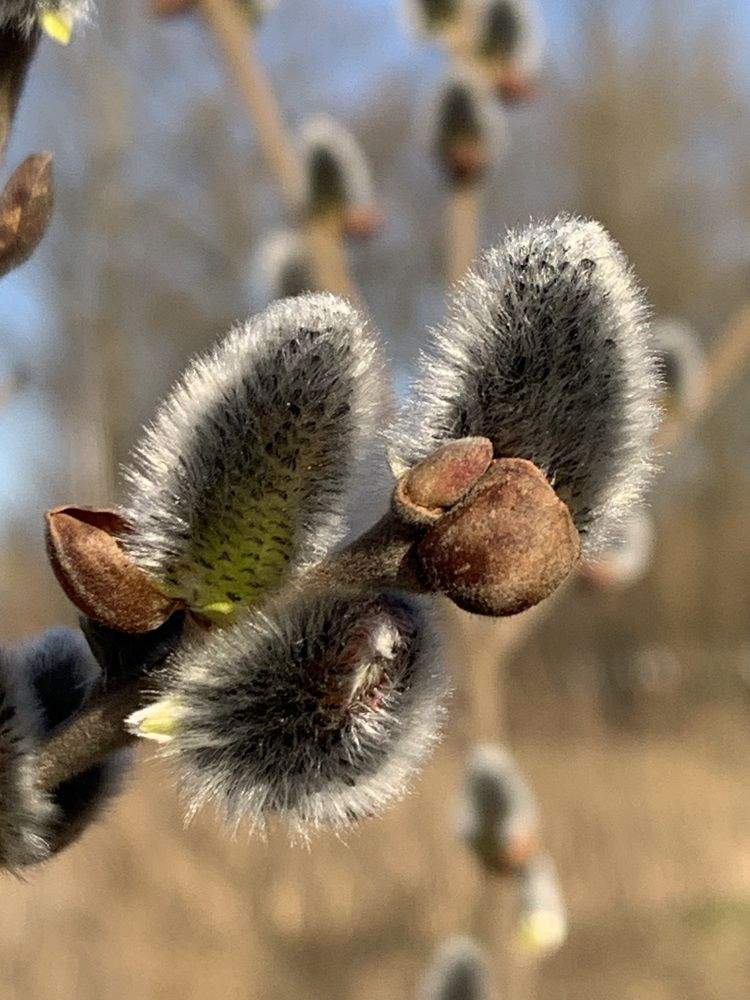 Фотография автора Ирина Шпаковская