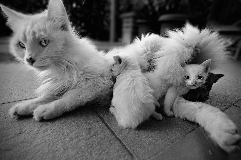 Photograph by George Stournaras