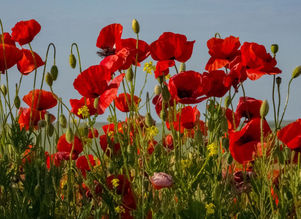 Photograph by Лариса Когтева