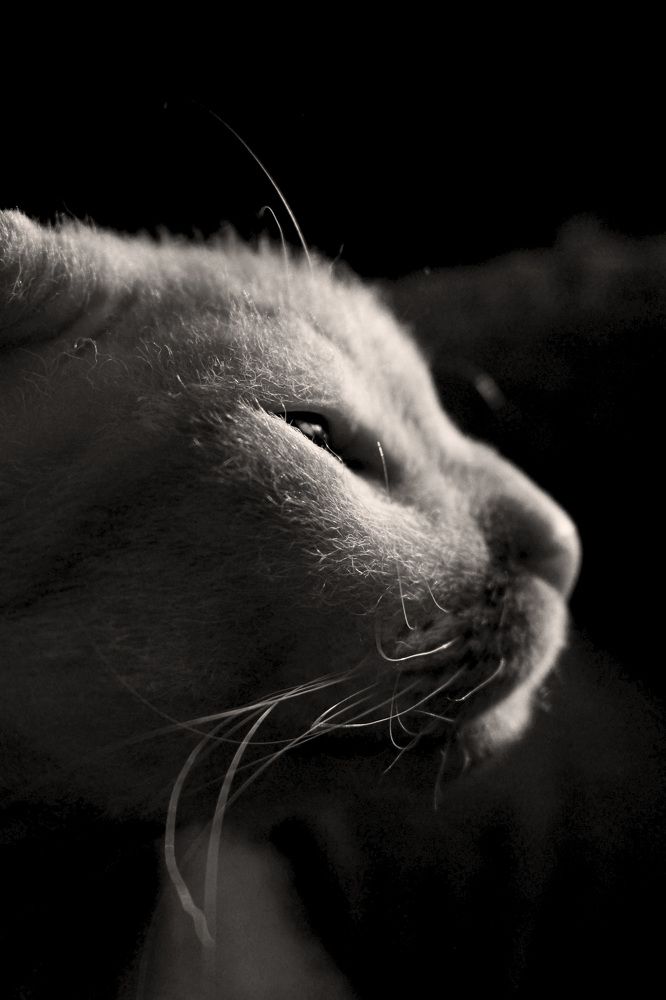 Фотография автора Анастасия Горбунова