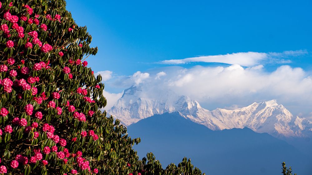 Photograph by Seyed-Sajad Hamedheydari