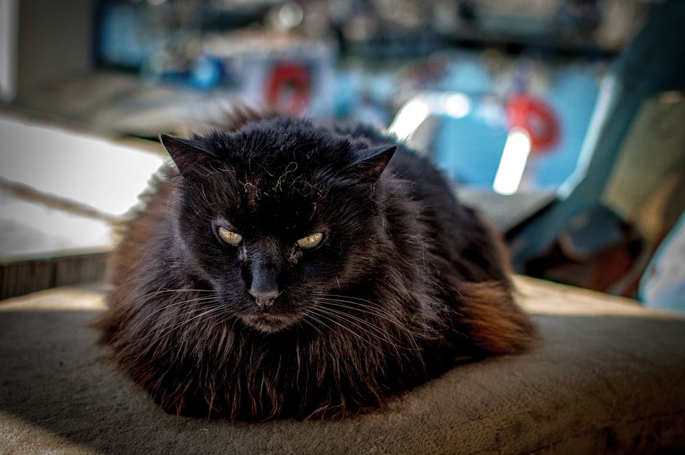 Photograph by George Stournaras