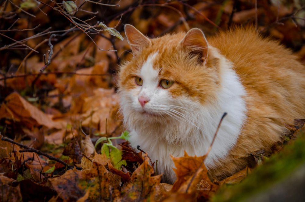 Рыжий кот осени