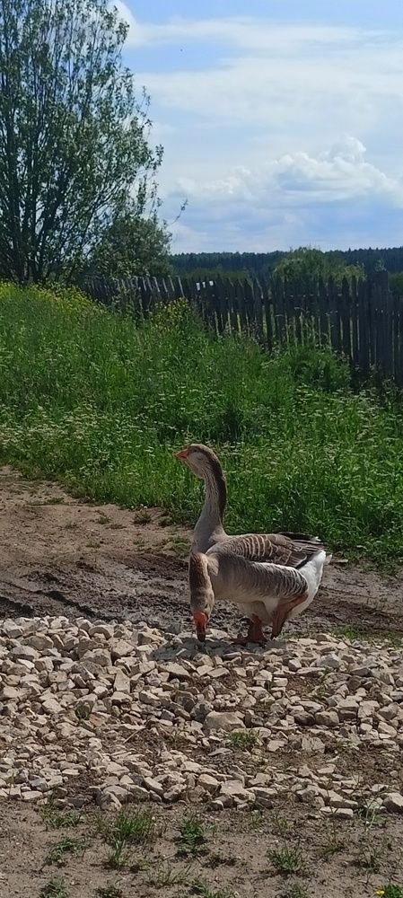 Photograph by Елена