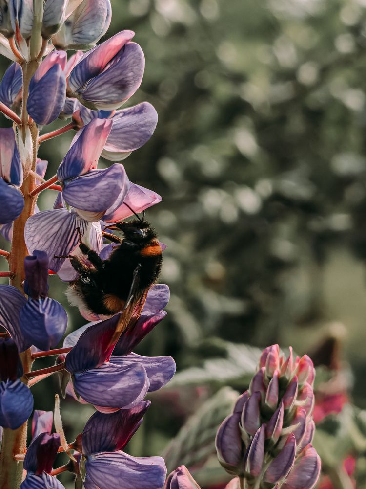 Photograph by Екатерина Савеня