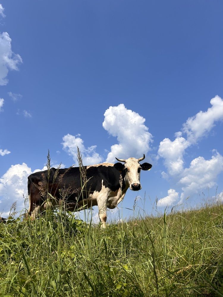 Photograph by Татьяна Дубовицкая