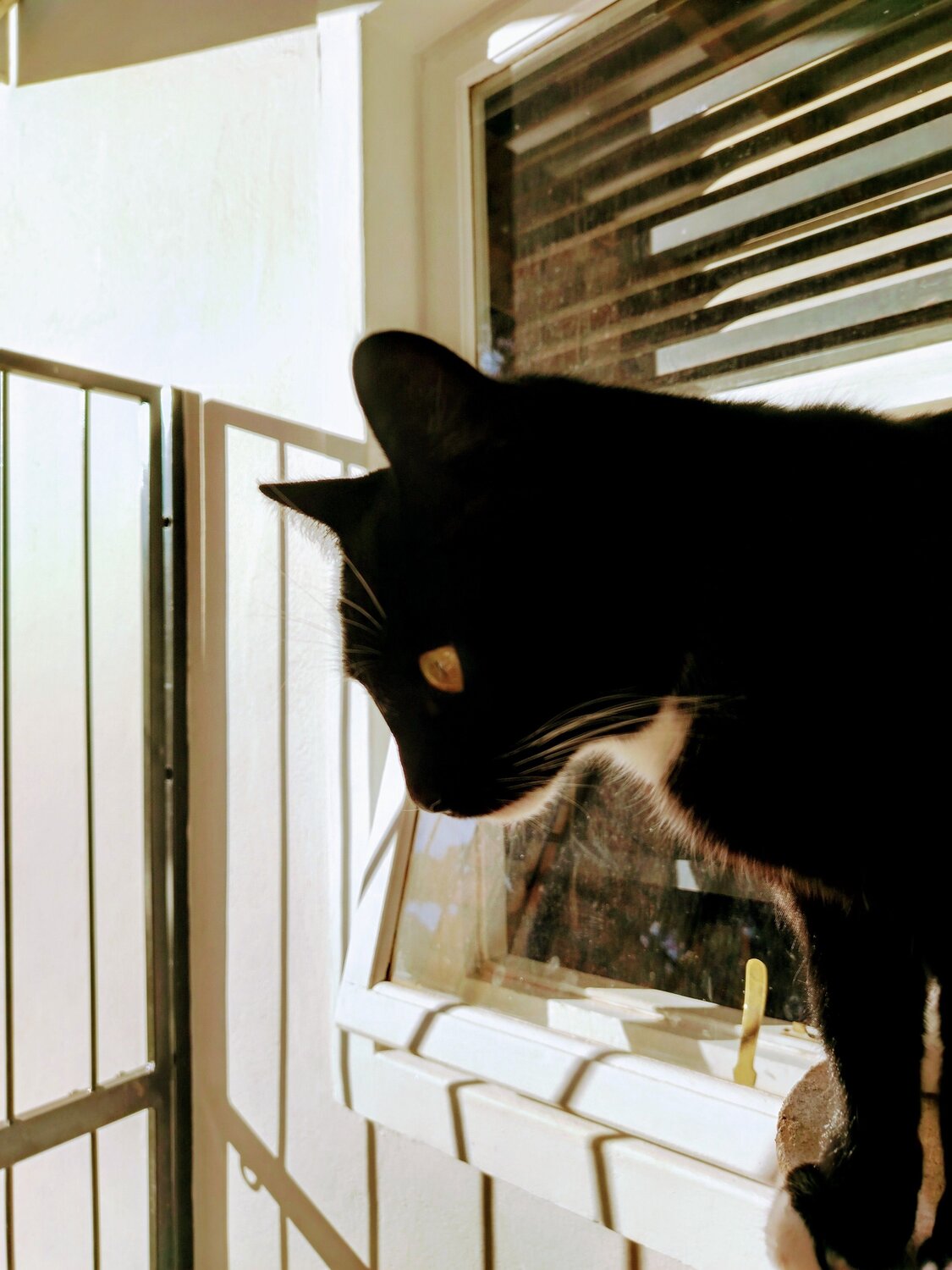 Photo #10800885