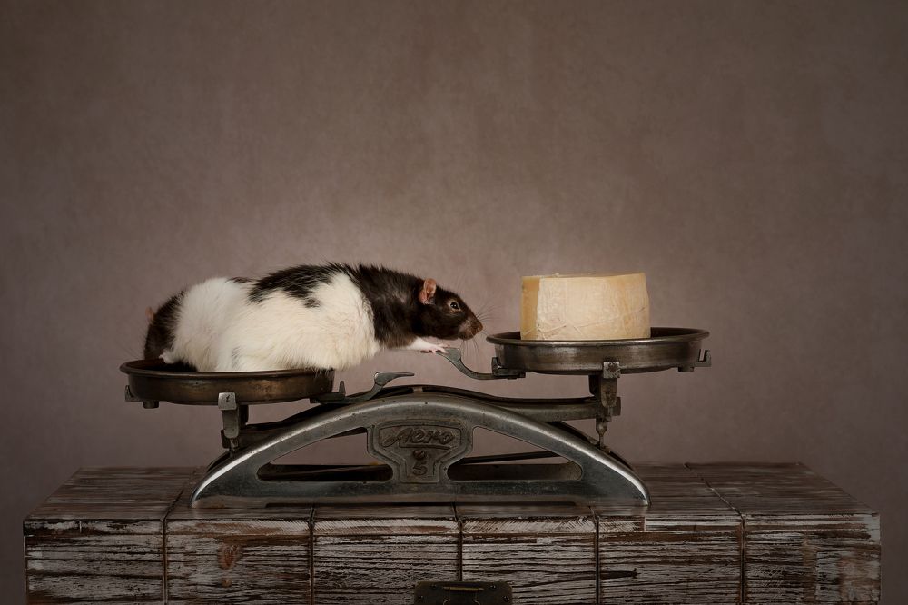 Фотография автора Alicia Mate