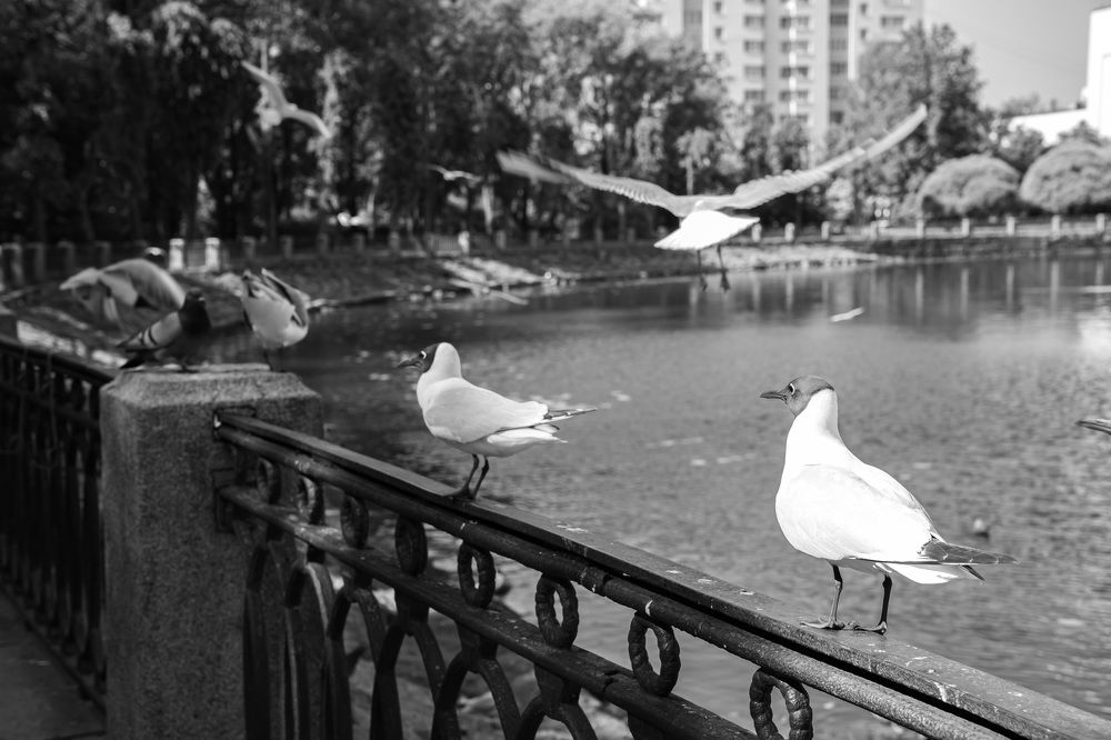 Photograph by Людмила Щепилова