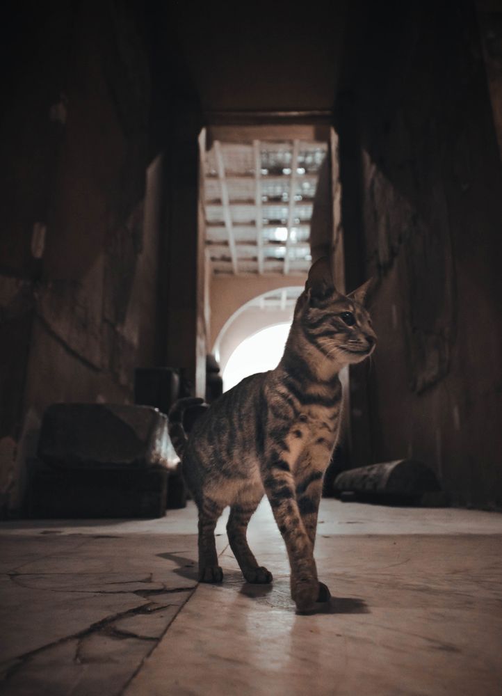 Photograph by Mohab Hussein