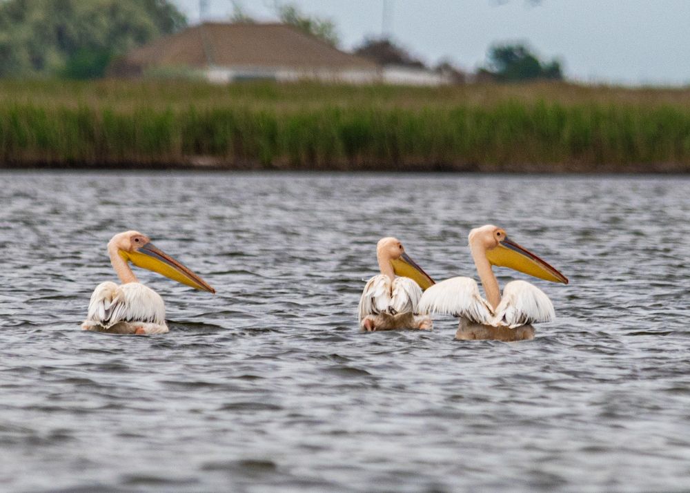 Photograph by Савчук Сергей