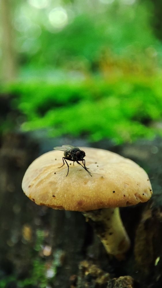 Лесные зарисовки